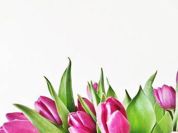 Close-up of flowers over white background