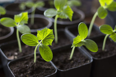 Close-up of plant leaves