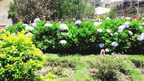 White flowers blooming in park