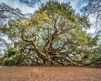 Trees on field against sky