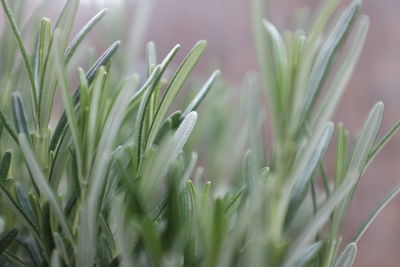 Close-up of plant growing on field