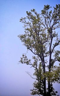 Low angle view of tree against sky