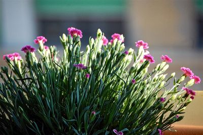 Close-up of pink flowering plant