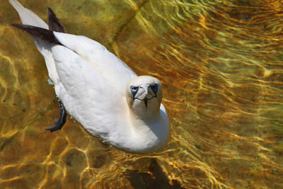 Close-up of bird in water