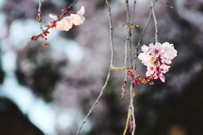 Close-up of cherry blossoms in spring