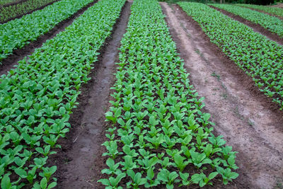 High angle view of plants