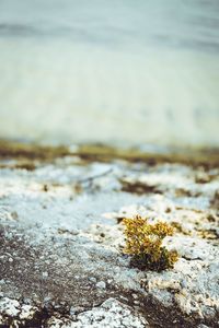 Close-up of snow on beach