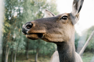 Close-up of deer