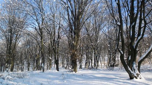 Bare trees on snow covered field