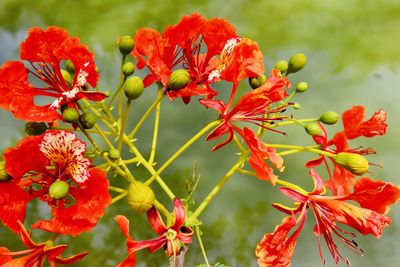 Close-up of red flowering plant