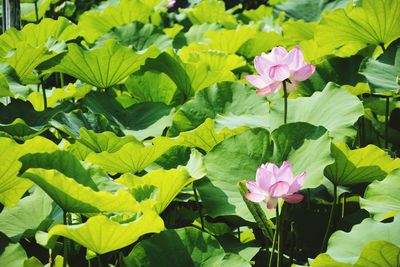 Close-up of pink water lily blooming outdoors