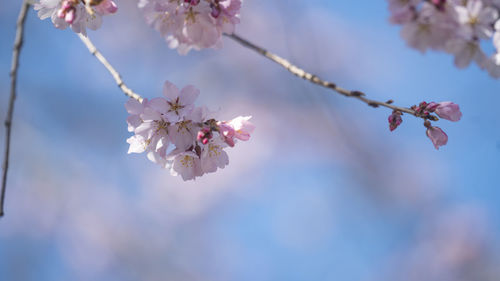 Low angle view of cherry blossom
