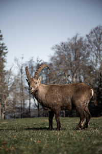Deer standing in a field