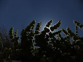 Low angle view of plants against clear blue sky