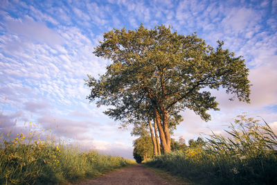 Trees growing on field against sky