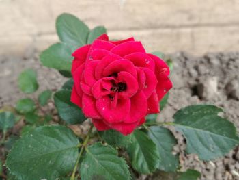 Close-up of red rose blooming outdoors