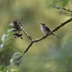 Close-up of bird perching on branch