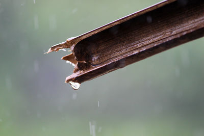 Close-up of raindrops on a leaf