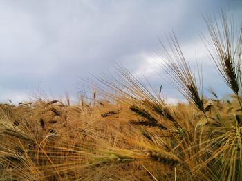 Close-up of wheat growing on field against sky