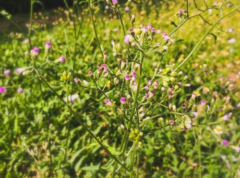 Close-up of pink flowering plants on field