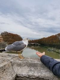 Seagull on lake against sky