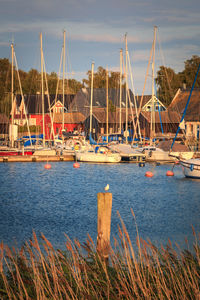 Sailboats in marina