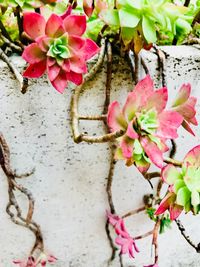 Close-up of pink flowers