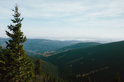 Scenic view of pine trees against sky