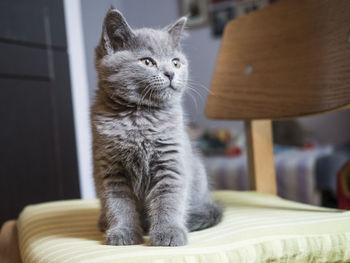 Close-up of kitten sitting on chair