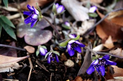 Close-up of purple flowers blooming outdoors