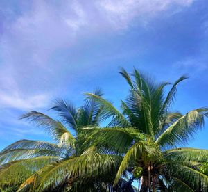 Low angle view of palm trees against blue sky