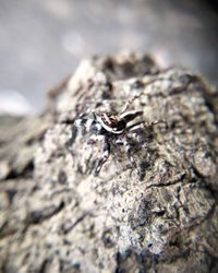 Close-up of insect on rock