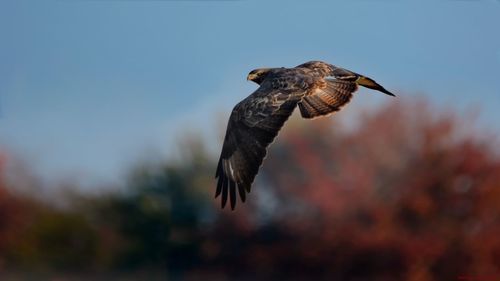 Low angle view of eagle flying against sky