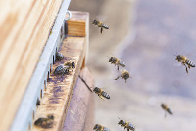 Honey bees flying near beehive