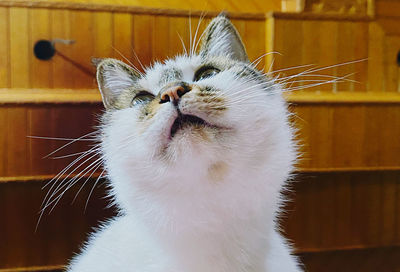 Close-up of cat looking away at home