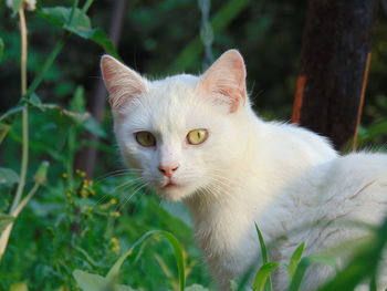 Close-up portrait of a cat