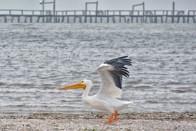 Close-up of bird on beach