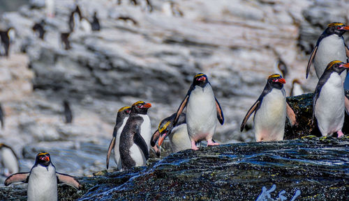 Close-up of a birds