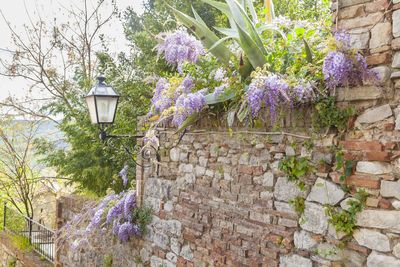 Purple flowers on tree