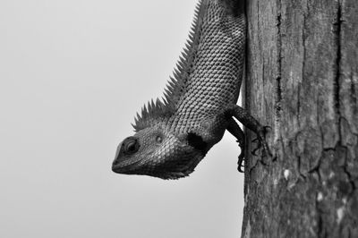 Close-up of lizard on tree trunk against clear sky