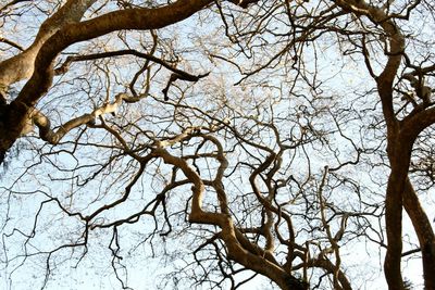 Low angle view of bare tree against sky