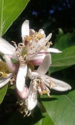 Close-up of white flowering plant