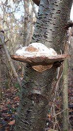 Close-up of mushroom on tree trunk