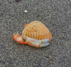 Close-up of seashells