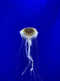 Close-up of jellyfish swimming in sea