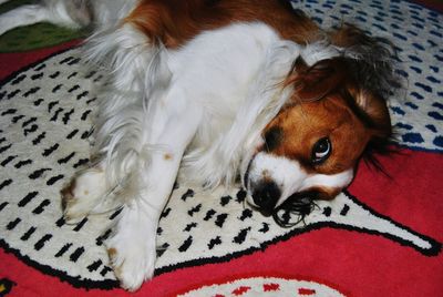 Close-up portrait of a dog