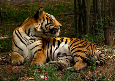 Tiger in a forest