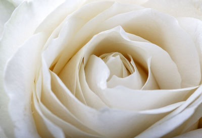 Close-up of white rose