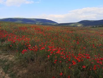 Red poppy flowers on field against sky