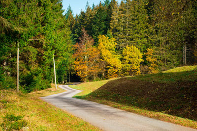 Road amidst trees in forest